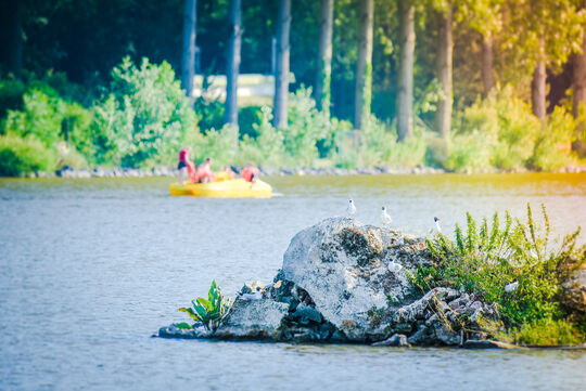 Vue du lac avec 3 mouettes sur un rocher. un pédalo© est en arrière plan 